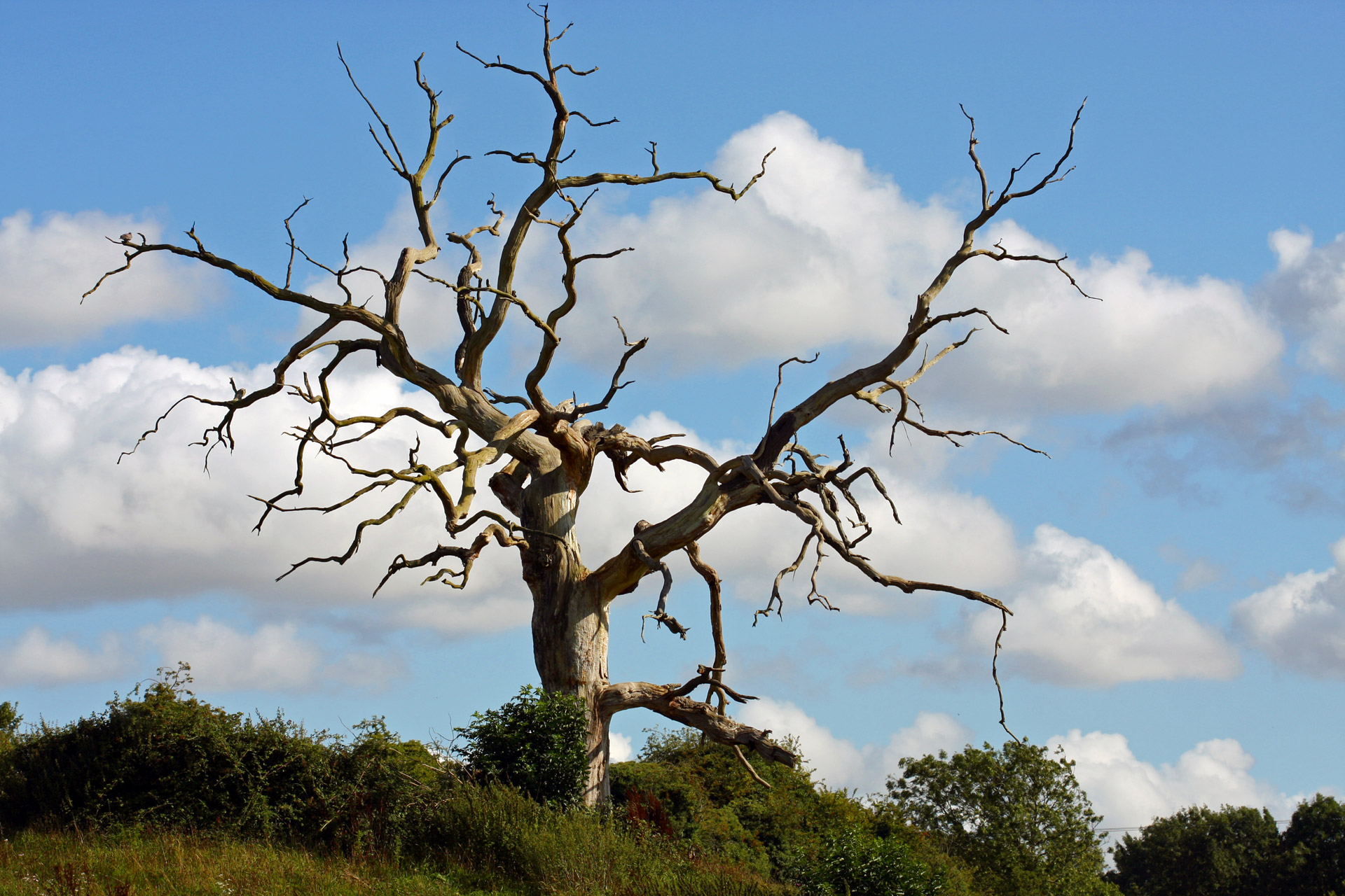 Dead Branches On Christmas Tree at Ronald Robinson blog